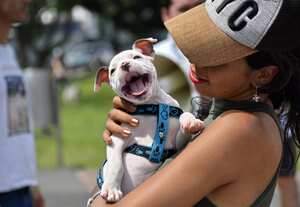 Los propietarios de mascotas en Cali se reunieron en el Parque de las Banderas y caminaron hasta el Parque del Perro en compañía de sus peludos amigos.