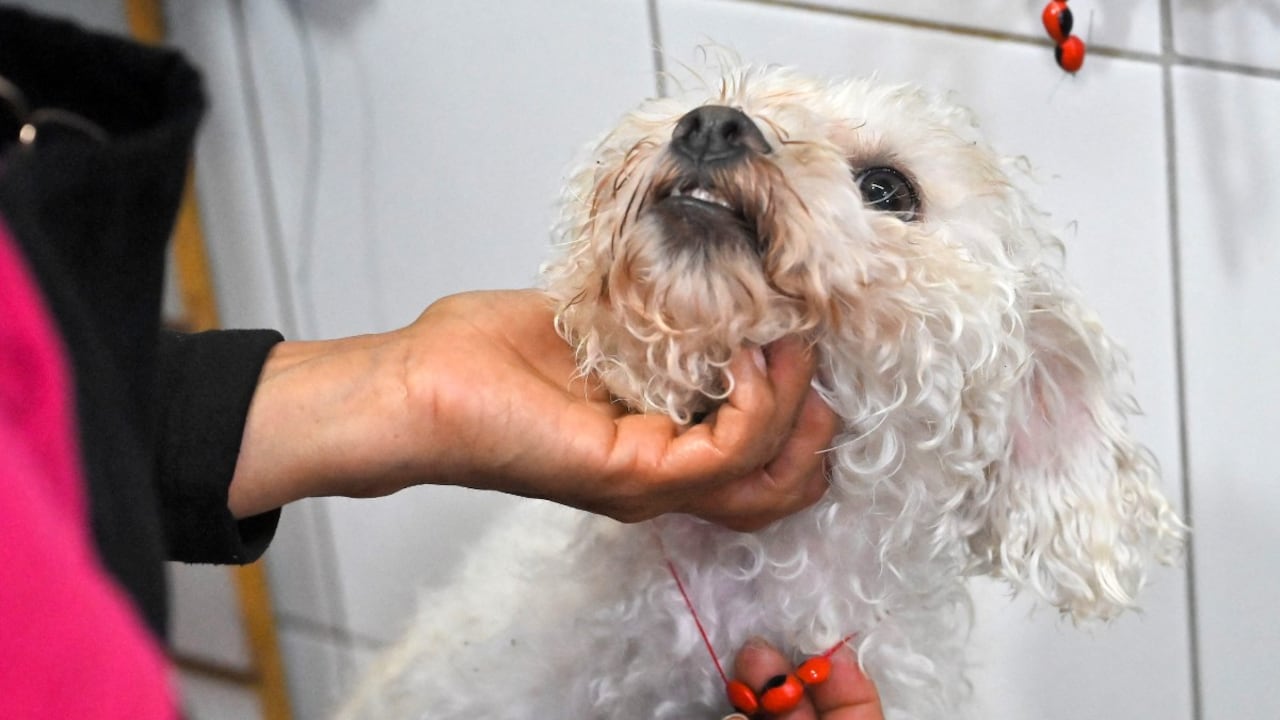 La curandera ecuatoriana Amparo Lugmana coloca un amuleto en el perro Copito durante un ritual de limpieza de energía en el mercado de San Francisco en Quito el 17 de mayo de 2026. Las curanderas limpian a las mascotas de energía negativa en un mercado de Ecuador.