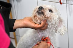 La curandera ecuatoriana Amparo Lugmana coloca un amuleto en el perro Copito durante un ritual de limpieza de energía en el mercado de San Francisco en Quito el 17 de mayo de 2026. Las curanderas limpian a las mascotas de energía negativa en un mercado de Ecuador.