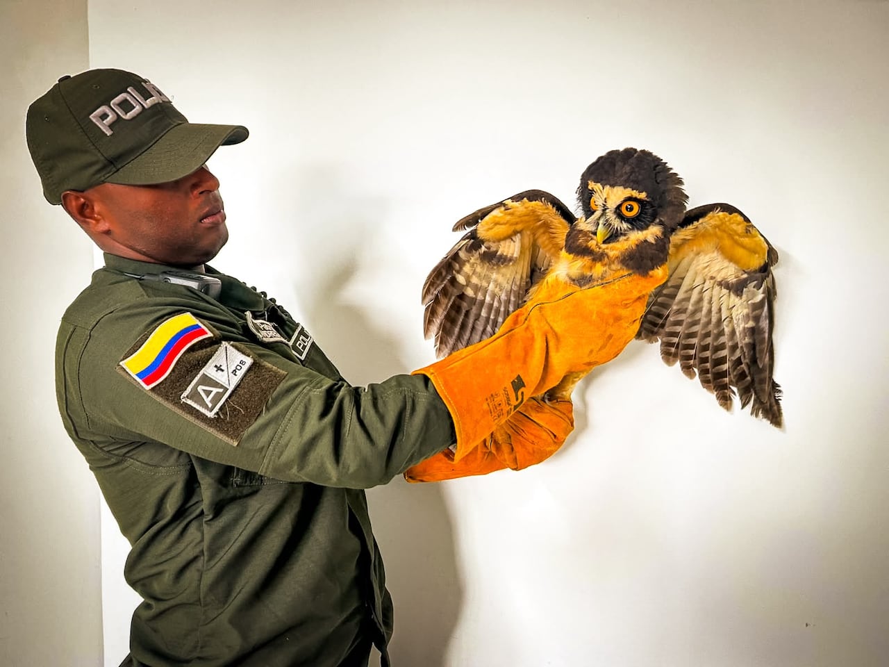 La Policía Ambiental hace un llamado a la comunidad para que denuncie oportunamente avistamientos de animales silvestres en condiciones de vulnerabilidad, sin intentar manipularlos ni trasladarlos por cuenta propia.