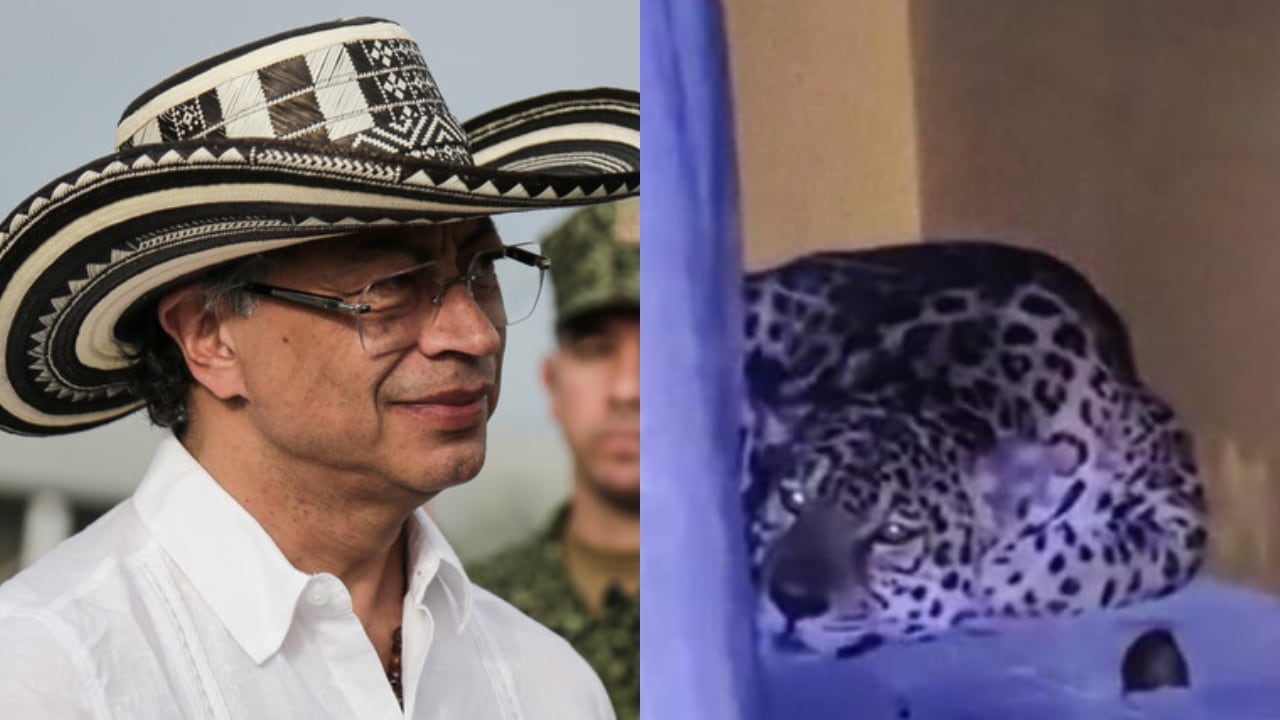 El presidente Gustavo Petro y el jaguar que apareció en la Universidad Nacional, en Leticia.