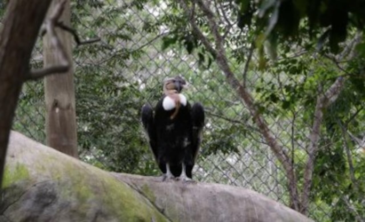 Aviario Nacional de Colombia celebra 10 años