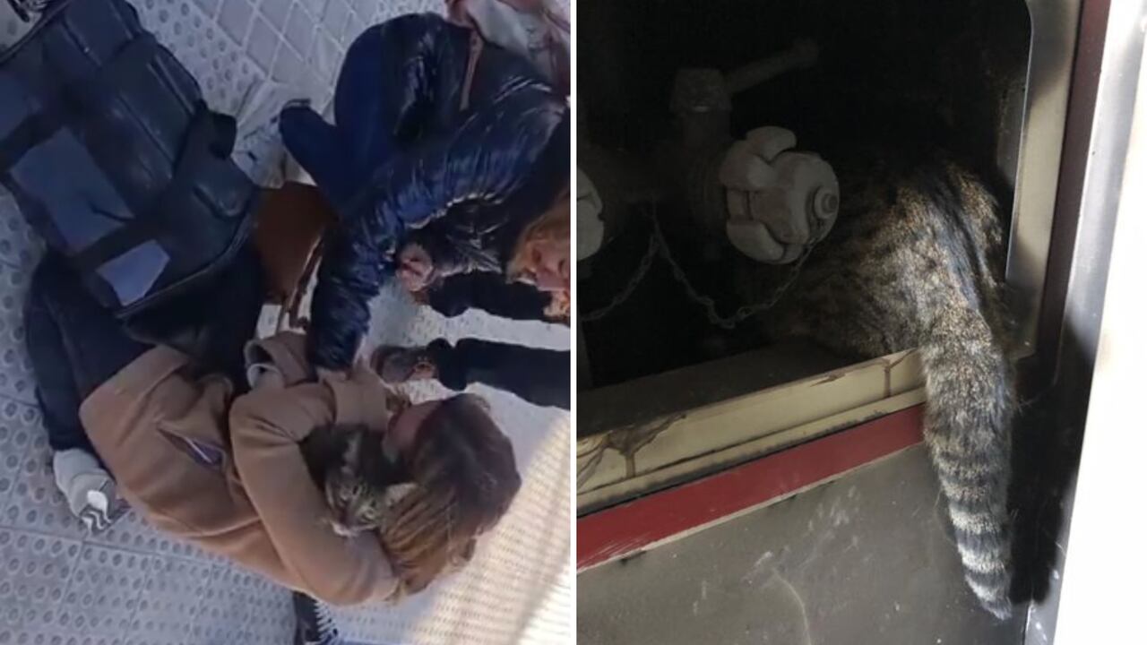 Así fue el conmovedor reencuentro de una mujer con su gato en Valencia, España.