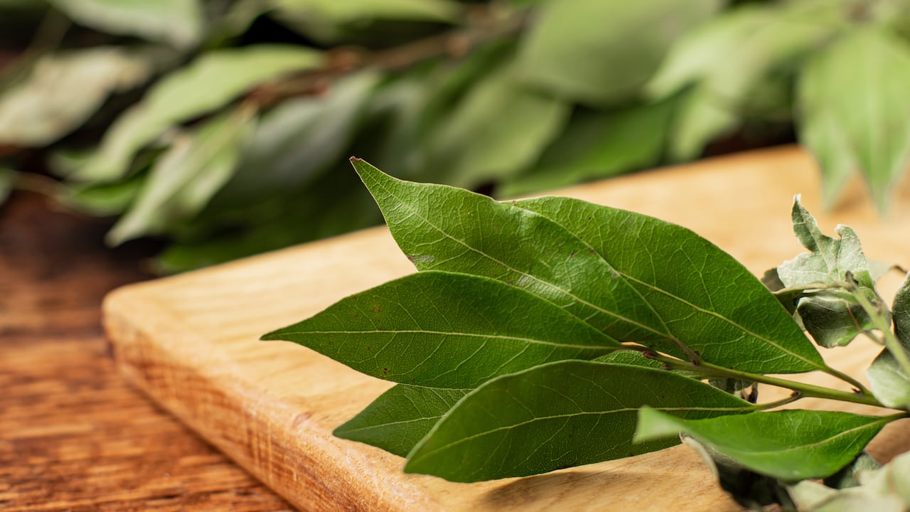 El laurel se puede ingerir para disminuir el azúcar en la sangre.