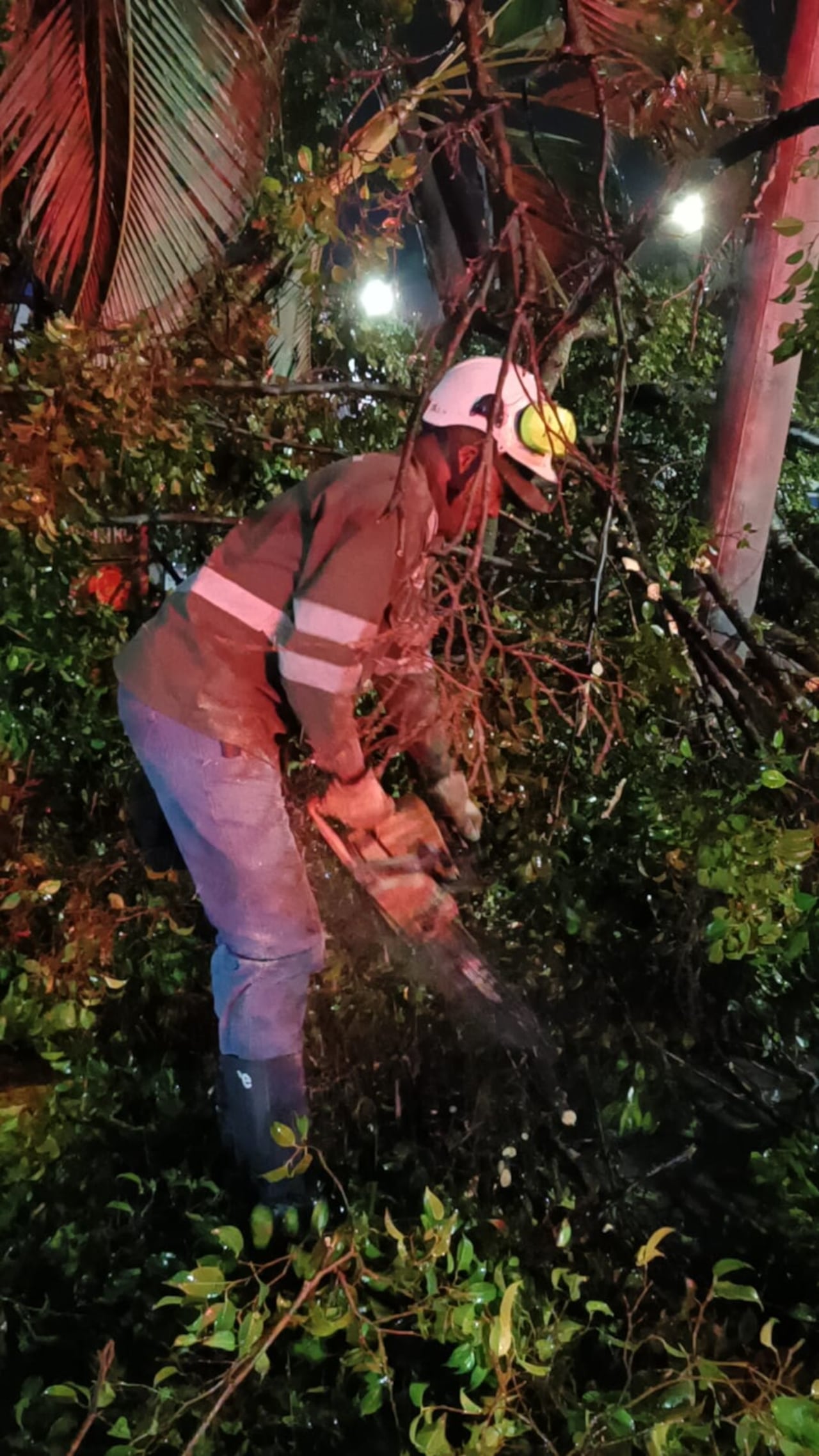 Durante este jueves, un enorme árbol cayó sobre una vía cerca al centro comercial Único tras las fuertes lluvias ocurridas.