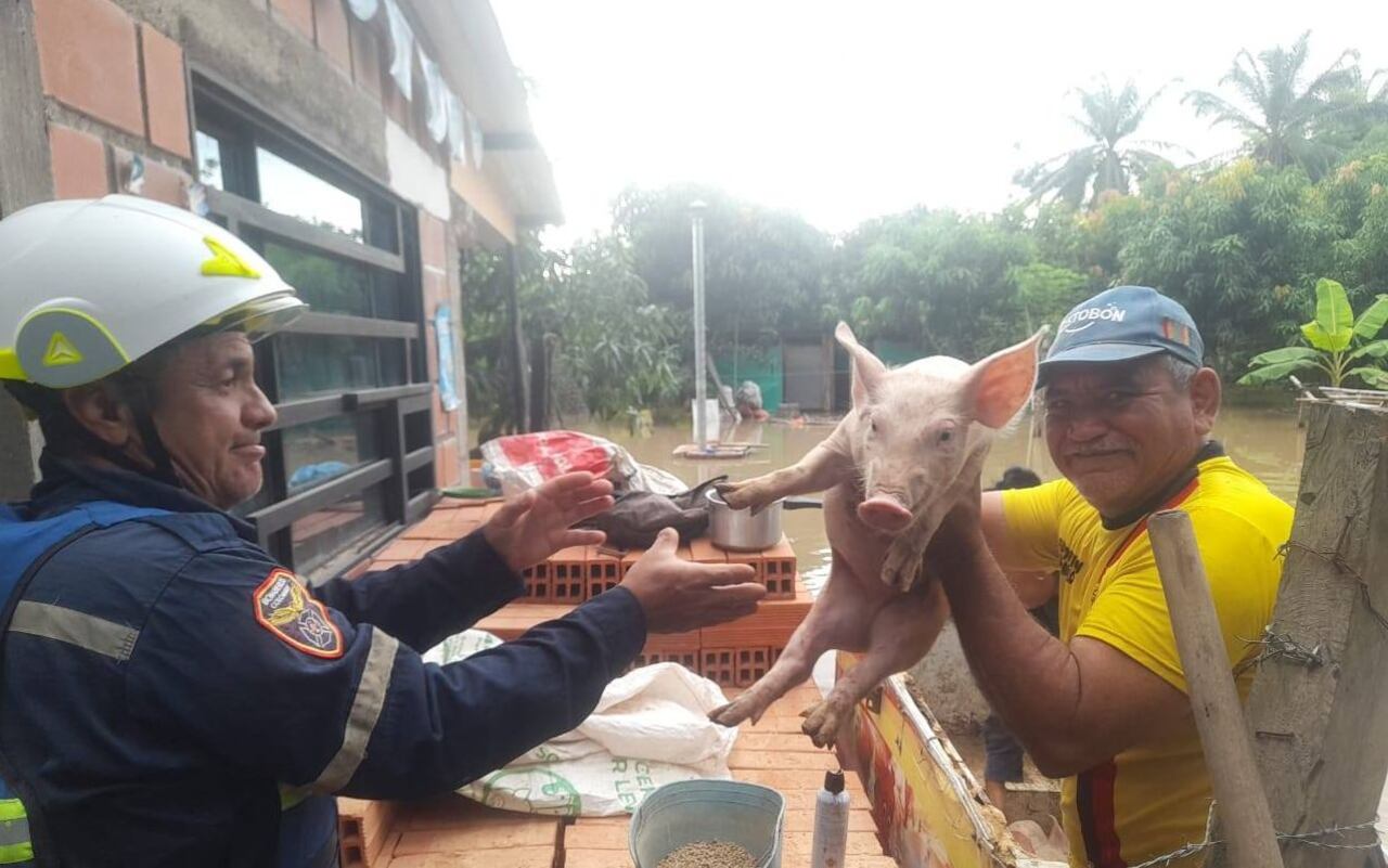 Inundaciones, caídas de árboles, deslizamiento y demás emergencias es lo que ha dejado las precipitaciones en el sur del departamento del Huila, confirmaron organismos de socorro.