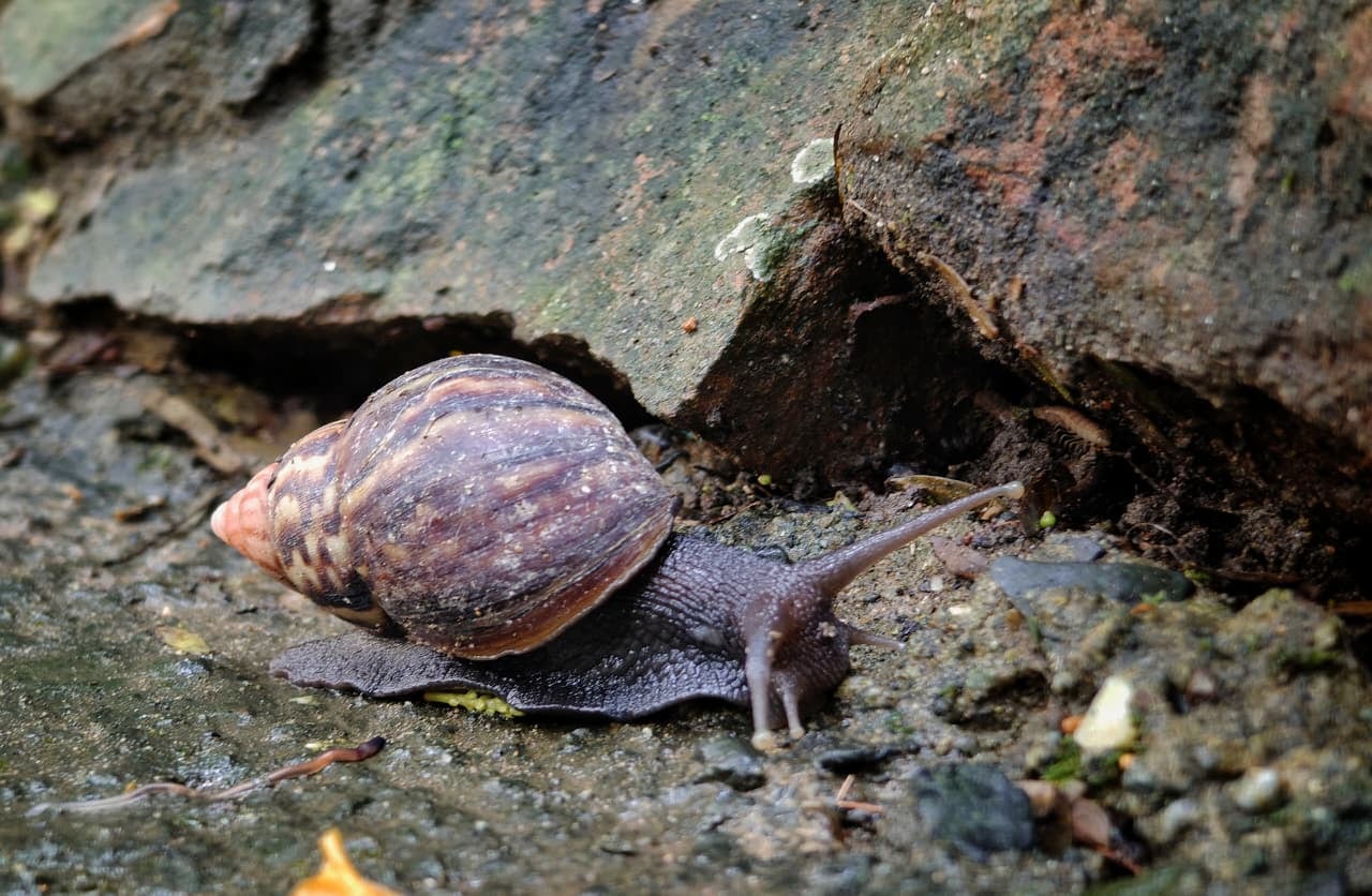 Habitantes reportan que los caracoles africanos están trepando por las paredes exteriores del edificio, incrementando la alerta en la comunidad.