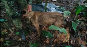 Las Fuerzas Militares adelantan el trabajo de verificación con un chip de identificación