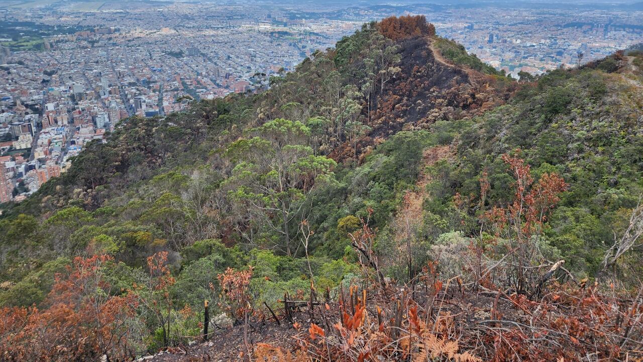 Más de 30 hectáreas se vieron afectadas en los cerros orientales y Entrenubes en Bogotá por los incendios forestales