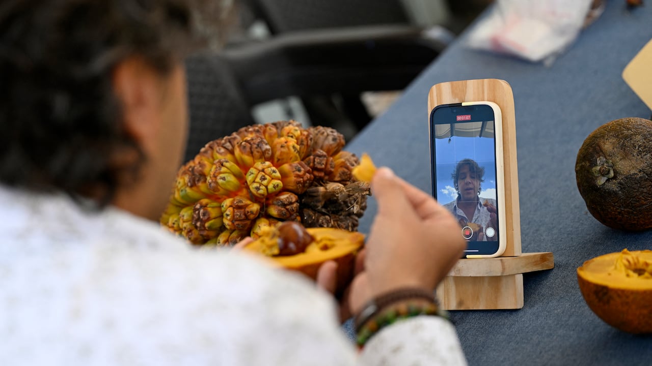 Gian Paolo Daguer graba un video para el Instagram @frutas_colombianas. Daguer tiene una extensa colección de libros de botánica apilados junto a raros ejemplares de piñuelas, cocorillas, lontar y pandano: todas frutas de formas, texturas y sabores atípicos.
