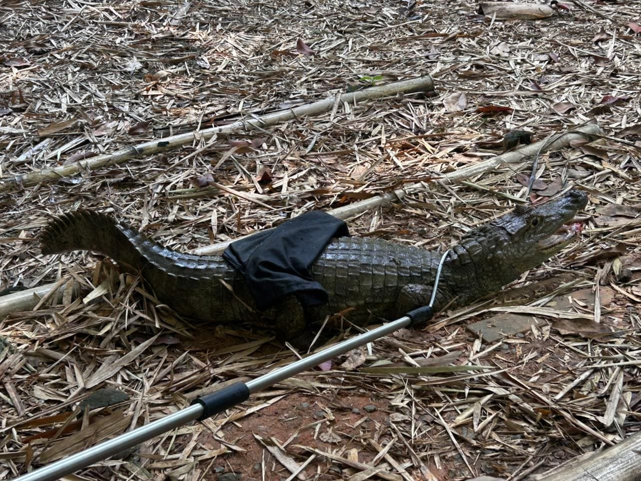 La babilla que fue retirada del humedal, junto a un grupo de babillas, boas y otros animales silvestres, serán liberados en los próximos días en la zona rural de Buenaventura.