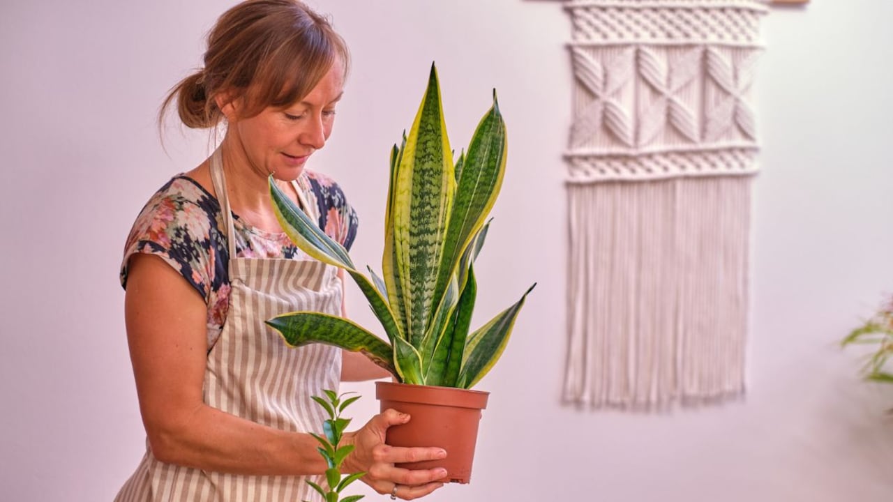 Gelatina para la lengua de suegra.