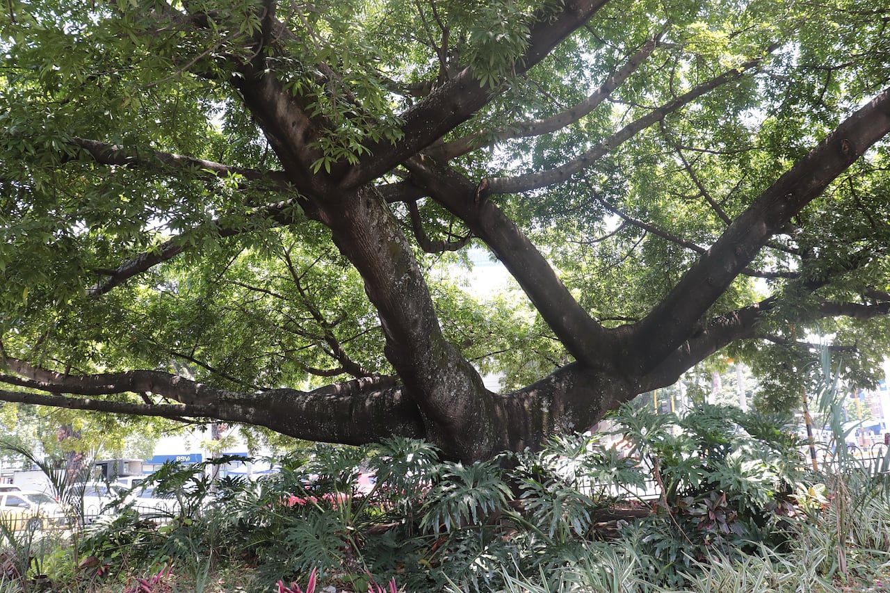 Árboles notables de Cali CARRERA 39 CON 5 ceiba enana