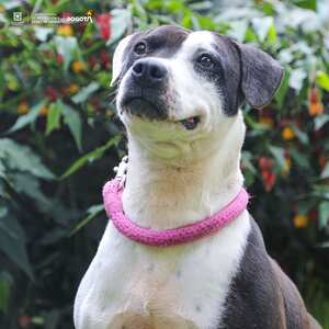 Perros y gatos en adopción.