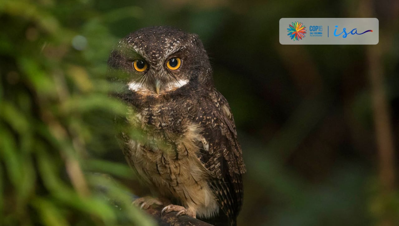 ISA continúa contribuyendo positivamente a la biodiversidad con inversiones que garantizan la mitigación del cambio climático, la mejora de la resiliencia de las especies y la reducción de la fragmentación de los ecosistemas.