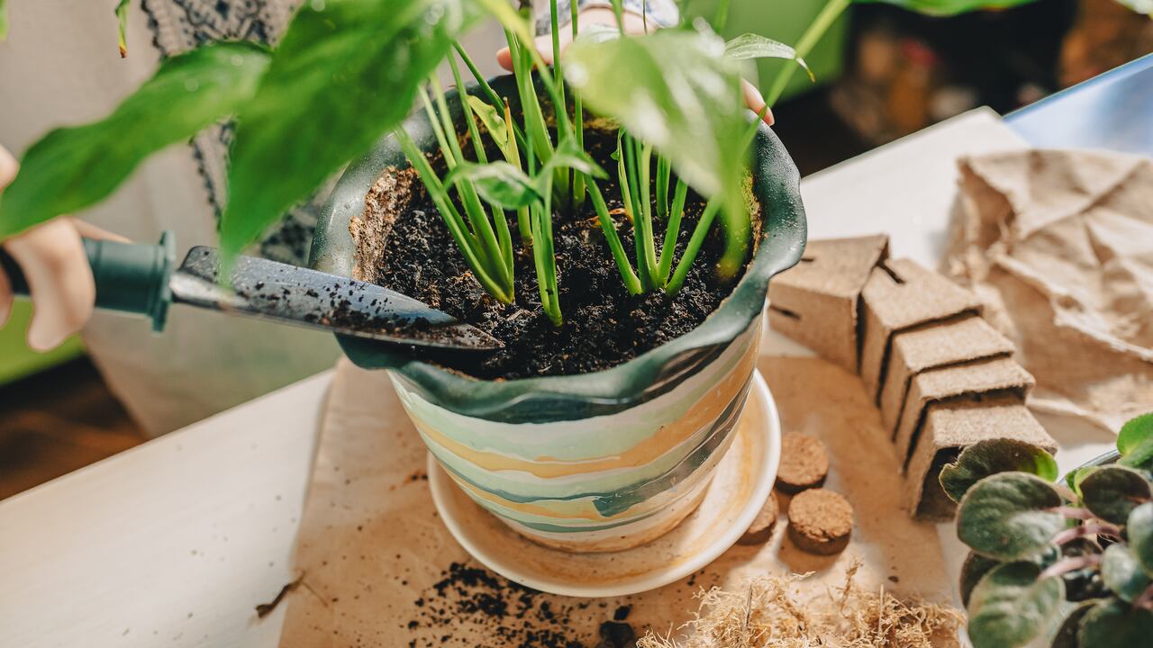 El jengibre demuestra su versatilidad al influir en el desarrollo y la salud de la Spathiphyllum en entornos domésticos.