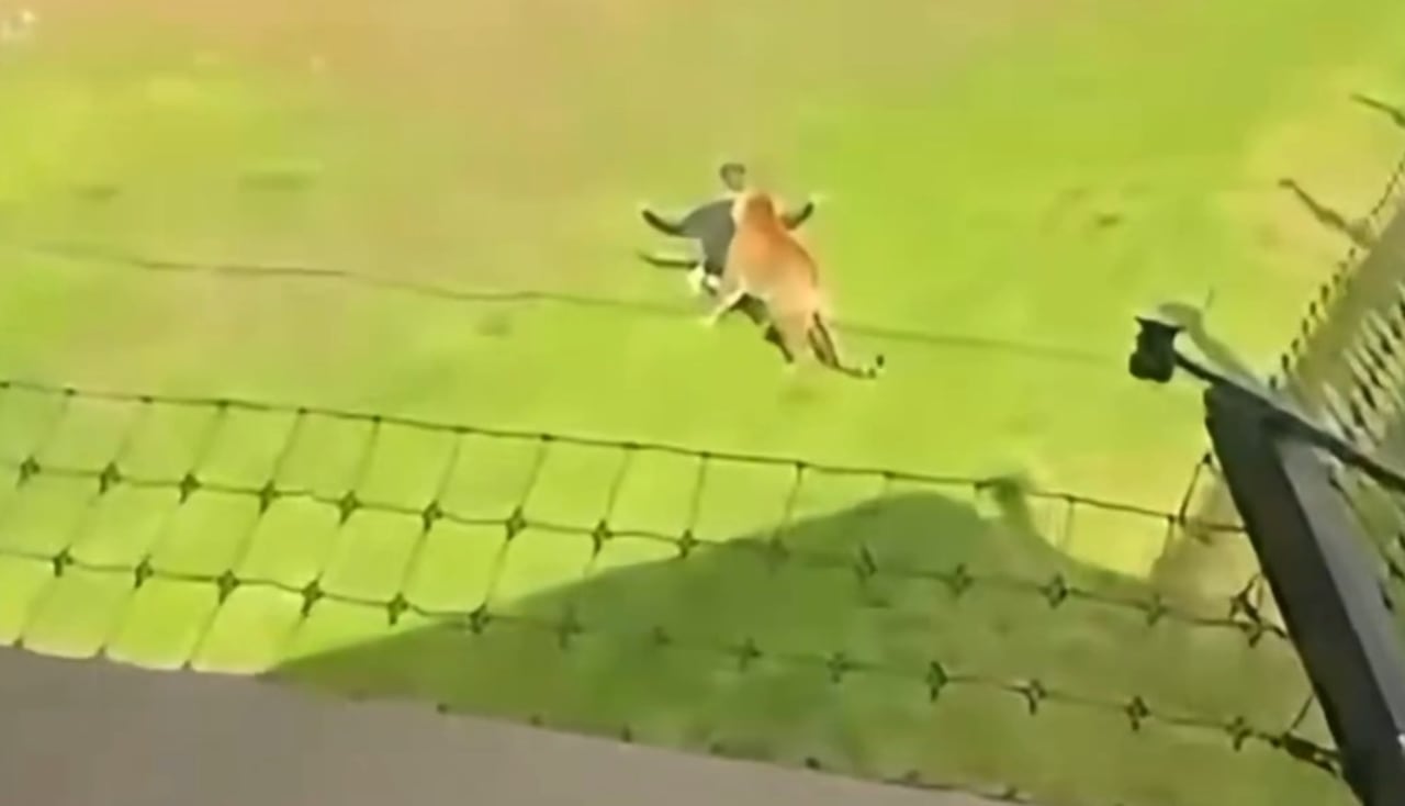 Hombre muere tras entrar a un recinto de Tigres