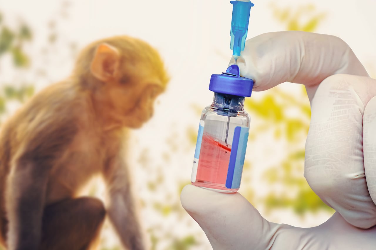 Un vial de vacuna contra el virus Monkeypox. un tubo de ensayo con una vacuna y una jeringa sobre el fondo de un mono. Medicina veterinaria.
