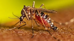 Alerta nacional por dengue en Colombia: el país supera los 123.000 contagios y registra 118 muertes en 2025.