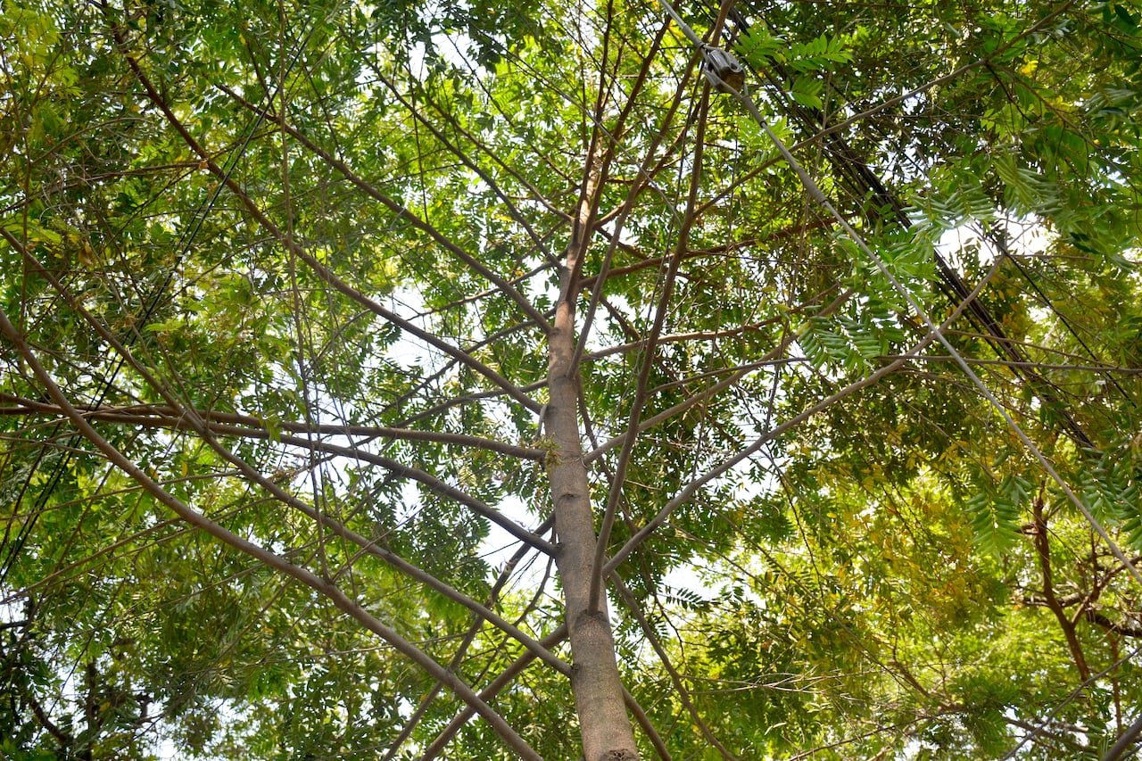 El único árbol maduro de la especie nativa burilico que existe en nuestra ciudad, fue sembrado por Carlos Arturo Valencia, técnicos del Vivero Distrital, dependencia del DAGMA. Y es, quien se ha dedicado a cuidarlo como un niño consentido, desde hace 19 años, observando su desarrollo y floración y extrayendo con dedicación las semillas que luego germinan para evitar su extinción definitiva. 3 de septiembre de 2024. Foto Jorge Orozco / El País.