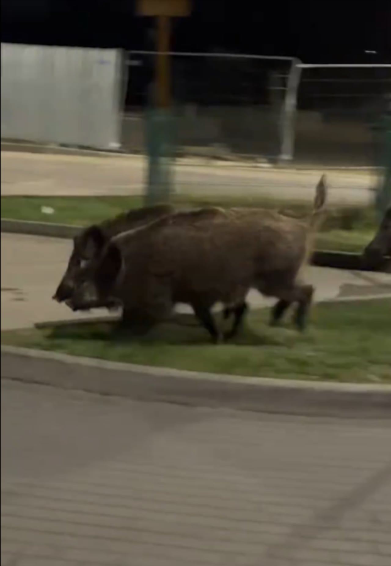 Los jabalíes huyeron despavoridos.