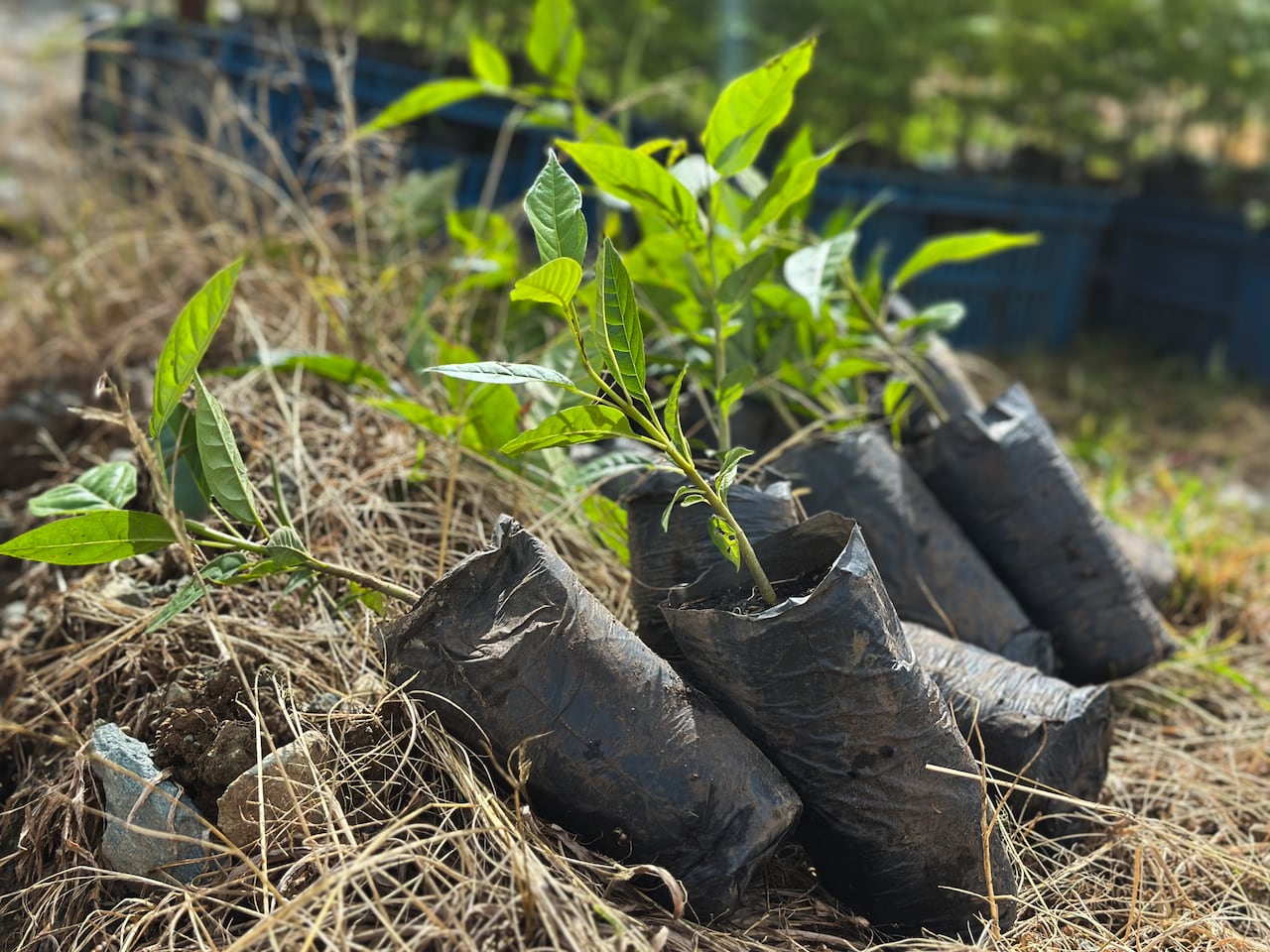 Para el desarrollo de estas actividades, la Administración Municipal ha dispuesto material vegetal proveniente del vivero municipal, así como abono orgánico, herramientas y acompañamiento técnico especializado, garantizando una implementación adecuada de las jornadas de siembra.