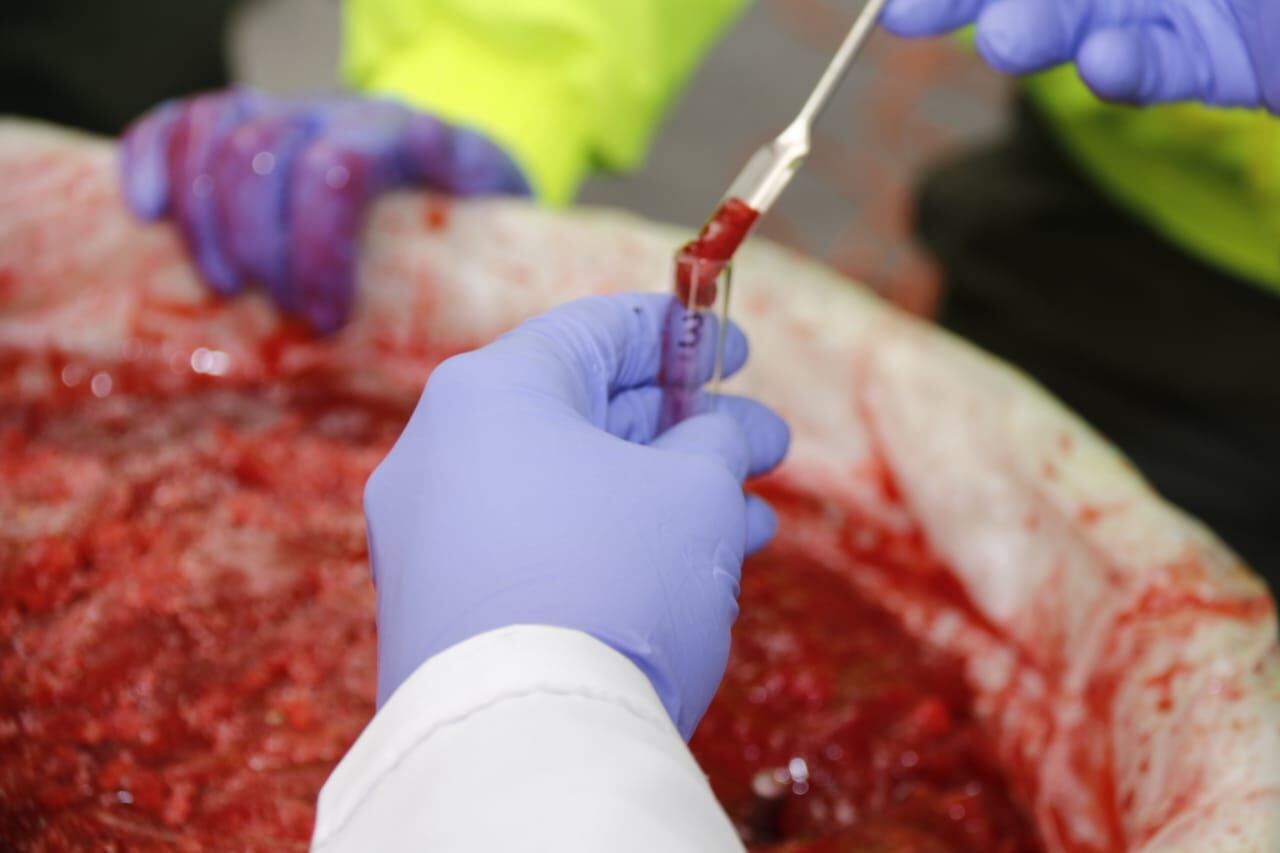 Cae red que enviaba al exterior cocaína líquida camuflada en pulpa de fruta