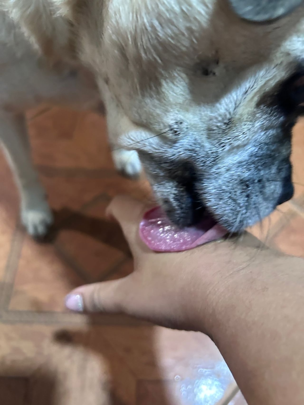Un lamido de perro podría afectar la salud de una persona. Imagen de referencia.