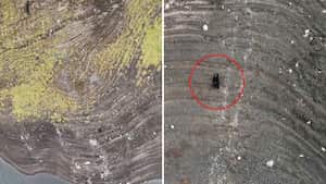 El oso fue registrado por un equipo de la empresa de acueducto de Bogotá.