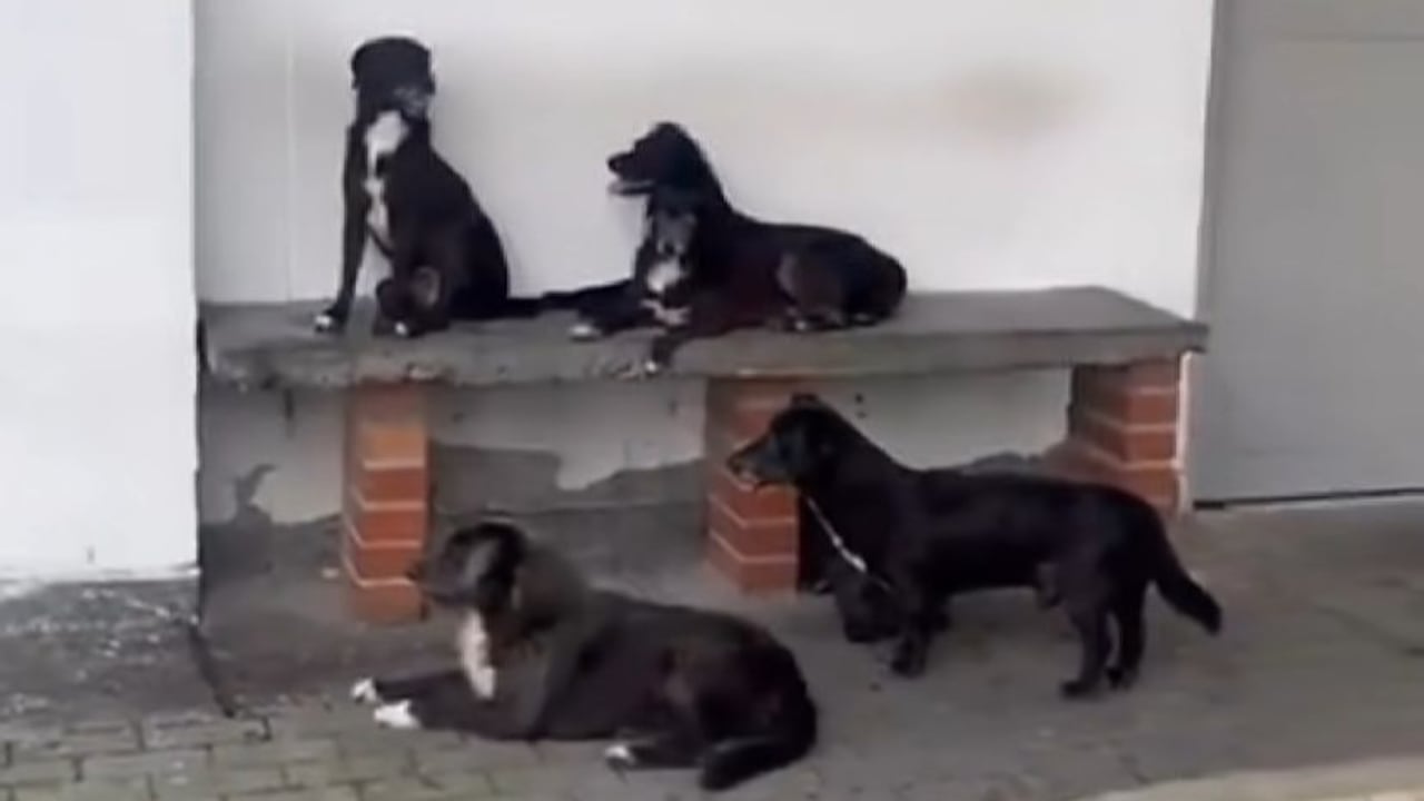 Don Omar tiene 70 años, y cuida de 12 peluditos en un pequeño cambuche en Pereira.