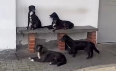 Don Omar tiene 70 años, y cuida de 12 peluditos en un pequeño cambuche en Pereira.