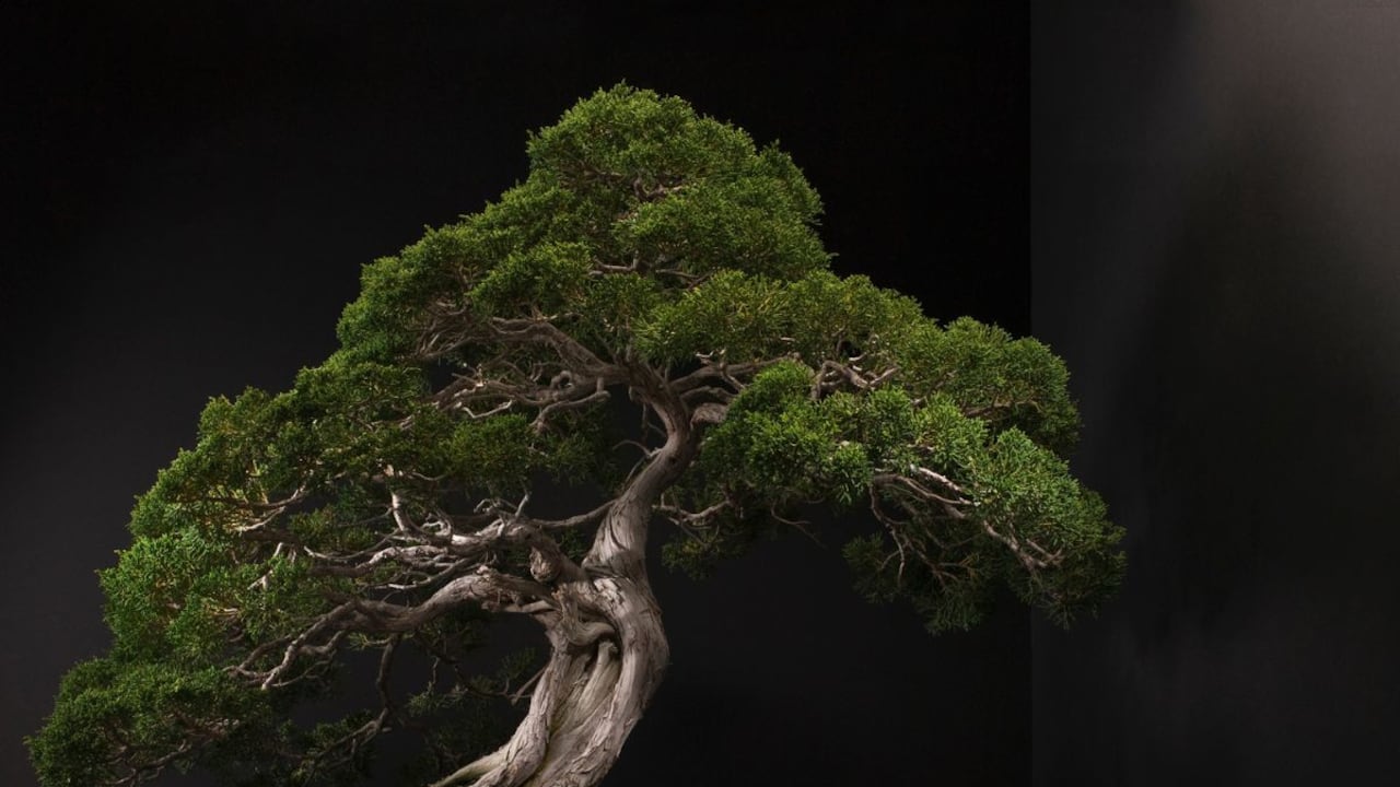 Errores con los bonsáis.