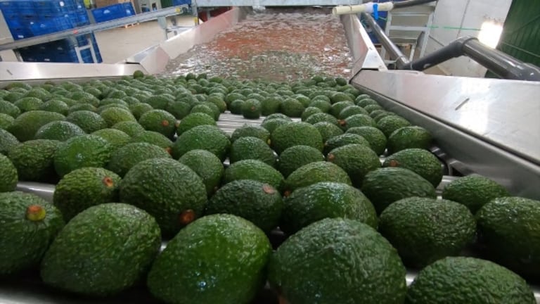 Más de 1.000 toneladas de aguacate hass han llegado a Estados Unidos este año.