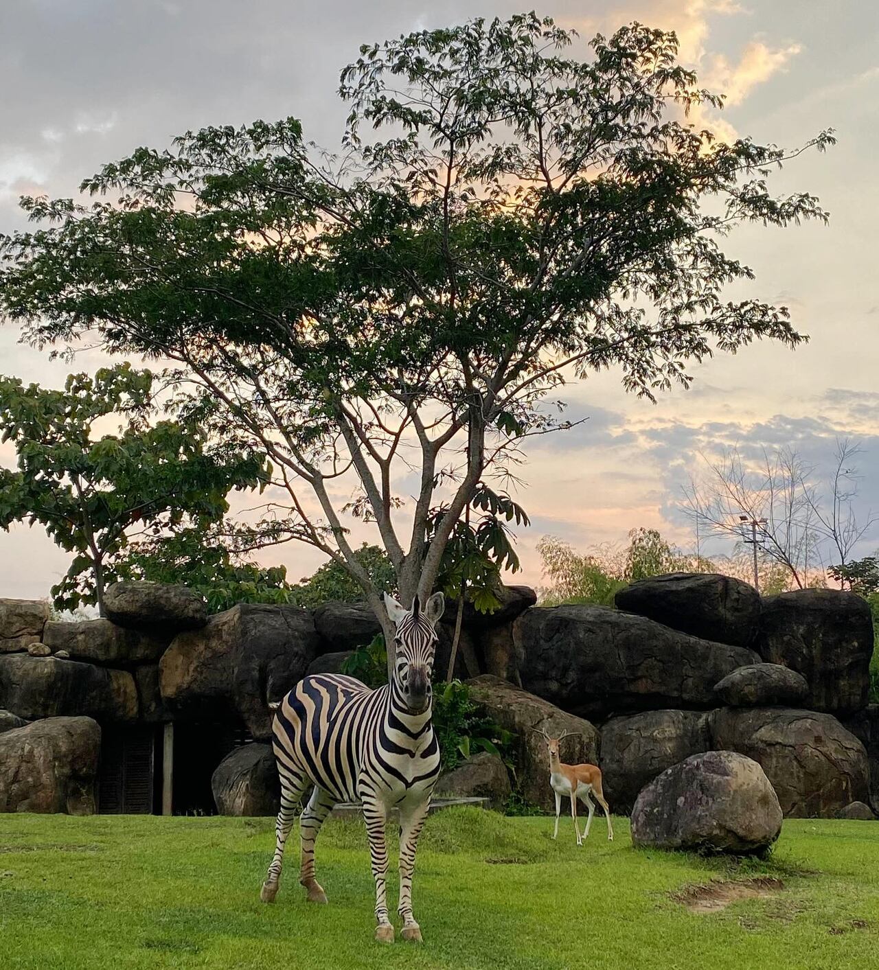 El Parque Ukumari cuenta con especies propias y de otros países.