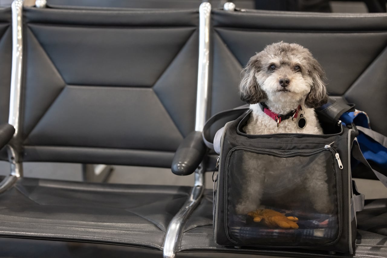 ¿Cuáles son los requisitos para llevar a un perro en avión desde Colombia a Estados Unidos?