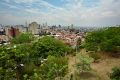 Cali cuenta con 30 bosques urbanos. Unos de los más emblemáticos son el de San Antonio y el Ingenio.