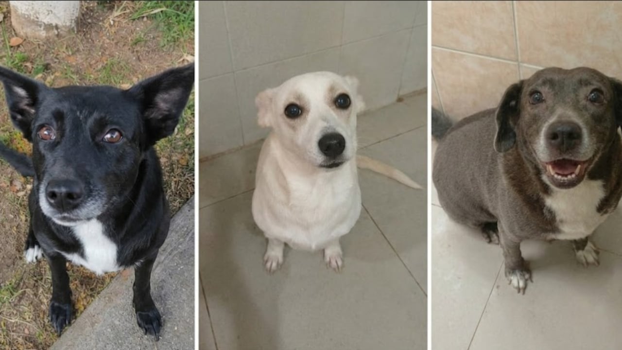 Perla, Sammy y Atena, las tres perritas adultas rescatadas que buscan un hogar definitivo en Cali tras afrontar dificultades de convivencia en su actual vivienda. Las tres mascotas se entregan completamente esterilizadas.