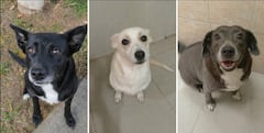 Perla, Sammy y Atena, las tres perritas adultas rescatadas que buscan un hogar definitivo en Cali tras afrontar dificultades de convivencia en su actual vivienda. Las tres mascotas se entregan completamente esterilizadas.