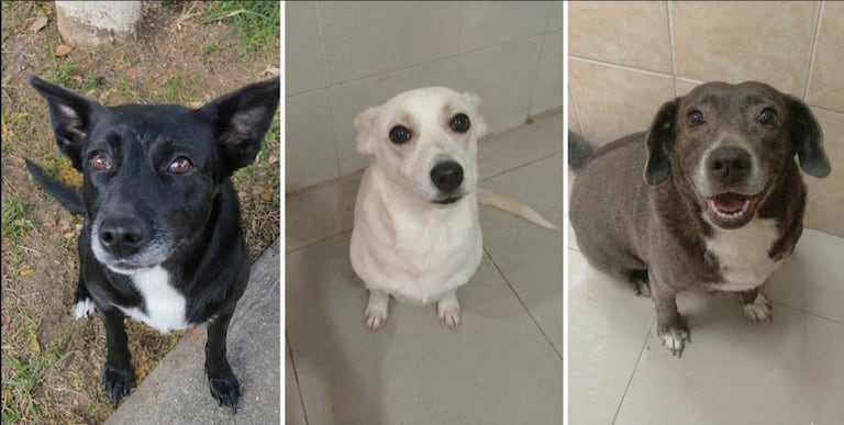 Perla, Sammy y Atena, las tres perritas adultas rescatadas que buscan un hogar definitivo en Cali tras afrontar dificultades de convivencia en su actual vivienda. Las tres mascotas se entregan completamente esterilizadas.