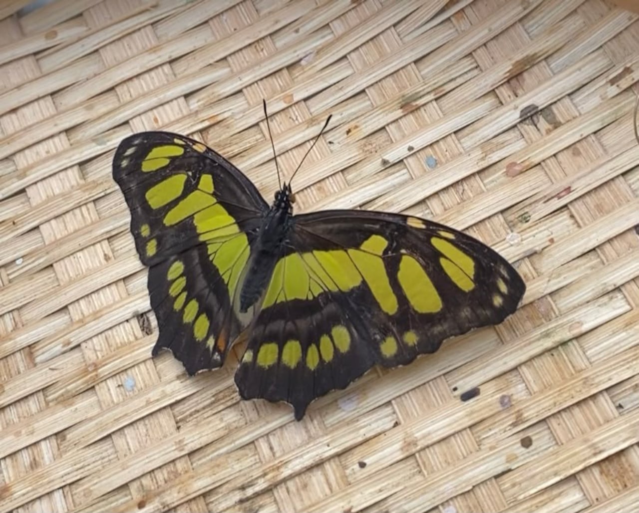 Andoke, Centro de Ciencia y Mariposario