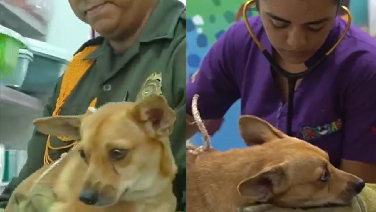 Doki fue atendido y no tiene lesiones físicas de gravedad.