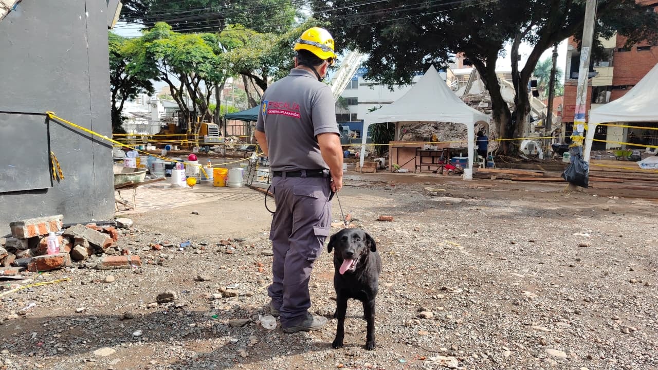 Kira, la canina de la Fiscalía, recorre las edificaciones afectadas por la emergencia y orienta a los equipos hacia posibles lugares donde se encuentran cuerpos.
