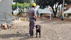 Kira, la canina de la Fiscalía, recorre las edificaciones afectadas por la emergencia y orienta a los equipos hacia posibles lugares donde se encuentran cuerpos.