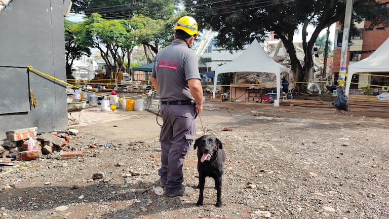 Kira, la canina de la Fiscalía, recorre las edificaciones afectadas por la emergencia y orienta a los equipos hacia posibles lugares donde se encuentran cuerpos.