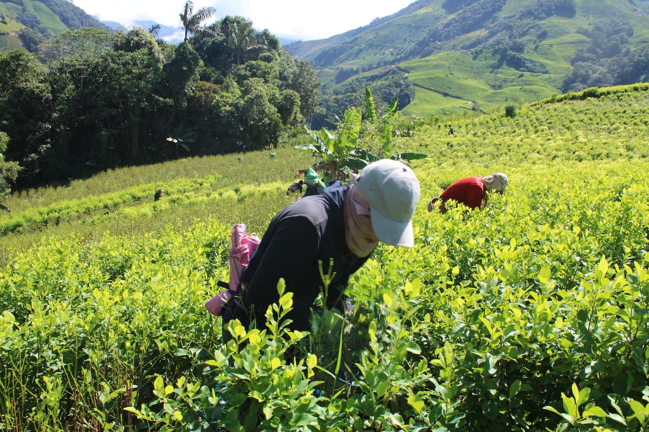 "Queremos que solución sea represiva y militar, acá el campesinado están listo para trabajar en los planes productivos y alternativos que anunciaron con ese plan Cauca", expresaron los campesinos cocaleros.