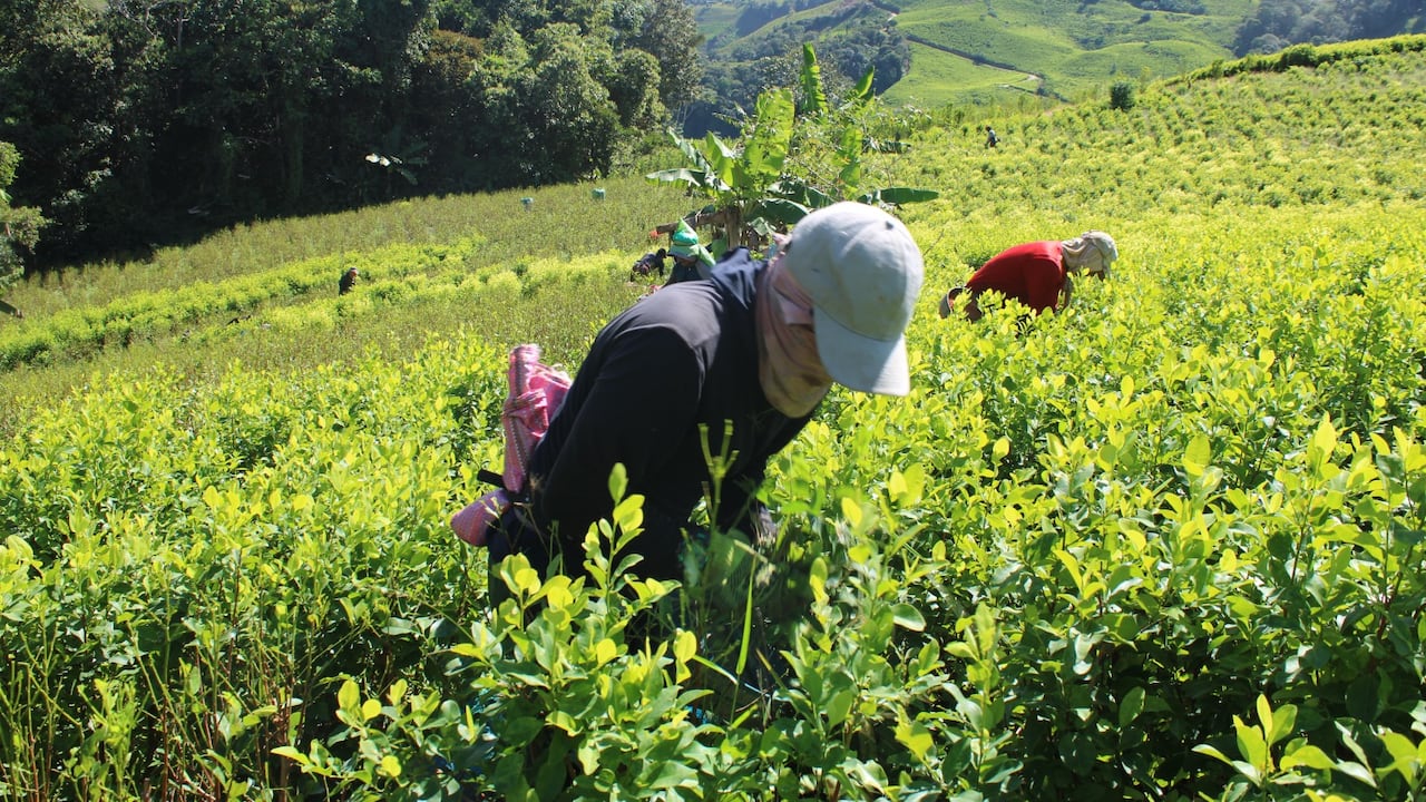 "Queremos que solución sea represiva y militar, acá el campesinado están listo para trabajar en los planes productivos y alternativos que anunciaron con ese plan Cauca", expresaron los campesinos cocaleros.