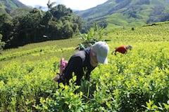 "Queremos que solución sea represiva y militar, acá el campesinado están listo para trabajar en los planes productivos y alternativos que anunciaron con ese plan Cauca", expresaron los campesinos cocaleros.