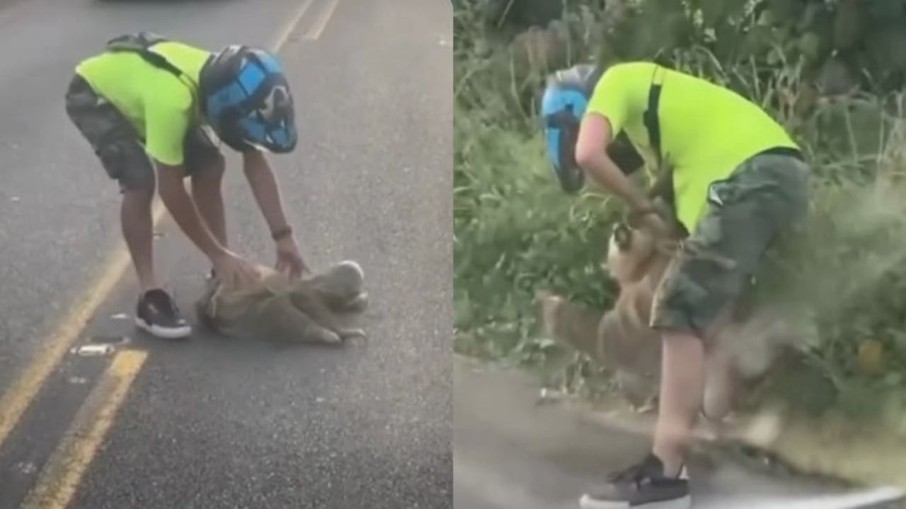 Oso perezoso estresado atacó al sentirse amenazado en medio de la vía