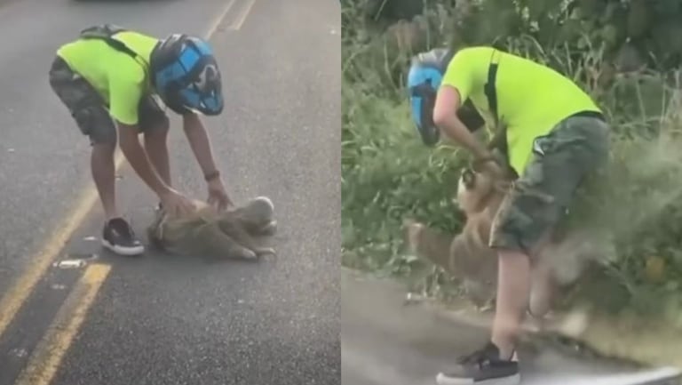 Oso perezoso estresado atacó al sentirse amenazado en medio de la vía