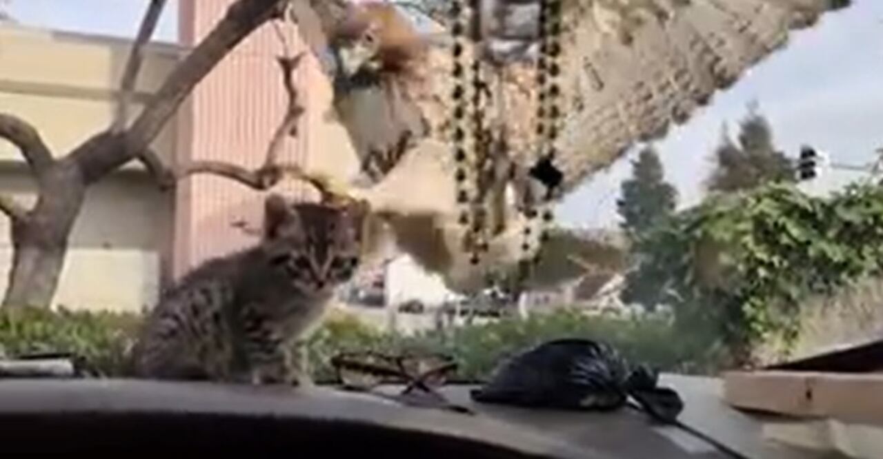 El gato se escondió en el tablero del vehículo.